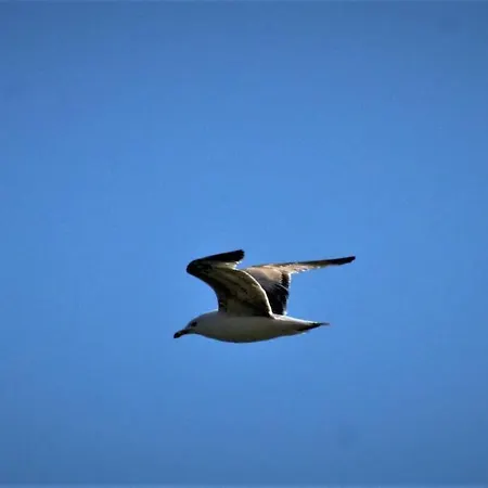 Sissy 2 Apartament Poros (Lefkada)