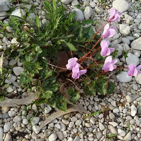 Apartament Sissy 2 Poros (Lefkada)