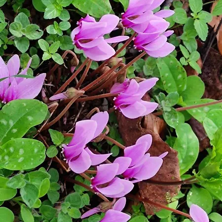 Sissy 2 Apartament Poros (Lefkada)