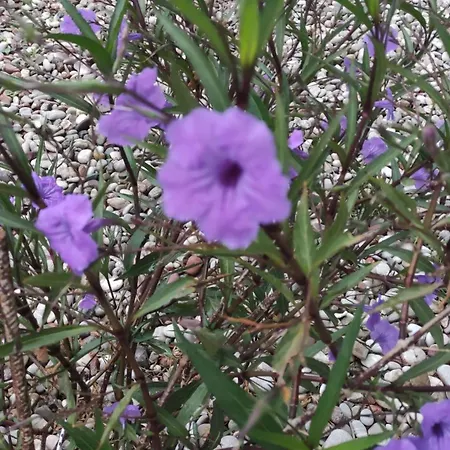 Sissy 2 Apartament *