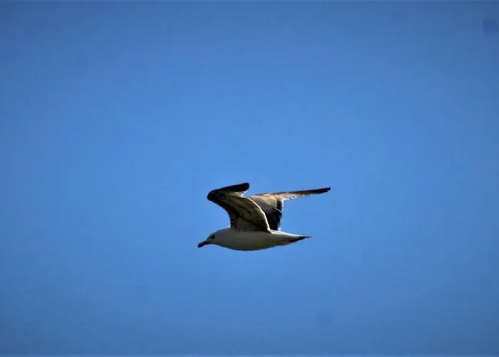 Sissy 2 Apartment Poros (Lefkada)