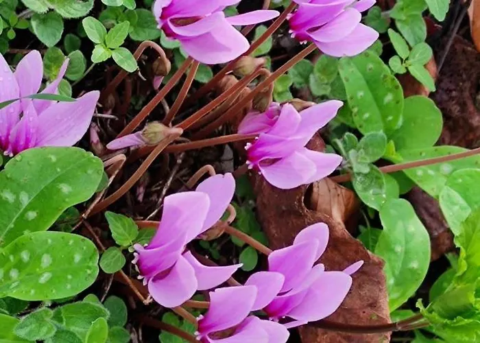 Sissy 2 Apartment Poros (Lefkada)